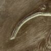 mediterraneo_antico_24