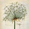 Debuxo_da_planta_do_papiro
