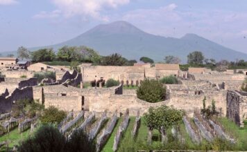 Vendemmia a Pompei. Una tradizione con tecniche di duemila anni fa