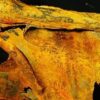Dettaglio Della Mummia Tatuata Di Deir El Medina (Ph. Nature.com)