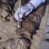 Mummie Di Gatto (Ph. Khaled Desouki AFP)