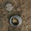 Le Monete D’oro Del Periodo Bizantino Trovate Nascoste In Un Vaso A Dakhla (ph. MoA)