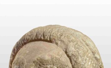 La “Testa Lorenzini” al Museo Archeologico Nazionale di Firenze