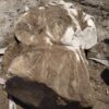 Busto di guerriero Dace ritrovato in via Alessandrina