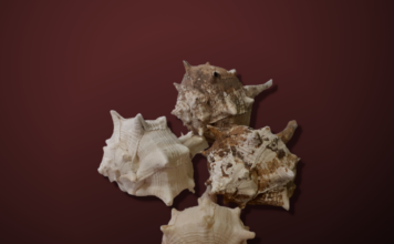 Rosso porpora: origine e storia del colore della ricchezza e della potenza.