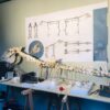 Cavallo di Maiuri laboratorio