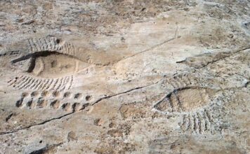 Qatar, oltre i mondiali: antichi porti, grandi fortini e misteriosi petroglifi I misteriosi petroglifi di Al-Jassasiya. Credits to Qatar Museums