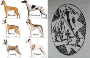 Animali E Bestie Strane Dell'Antico Egitto - Edizione Illustrata A Colori | Libro Divulgativo Per Ragazzi